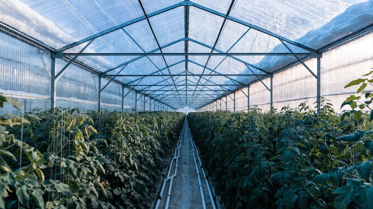 Rows of tomato vines inside a commercial greenhouse glazed with twin wall polycarbonate panels, snow resting on the roof outside and soft diffused winter light filling the aisle